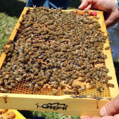 A frame covered in healthy honeybees