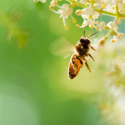 A honeybee visiting a clover bloom
