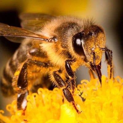 Honeybee foraging on a flower