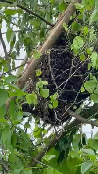 A spring honeybee rescue