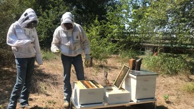 Beekeepers working together in the bee yard