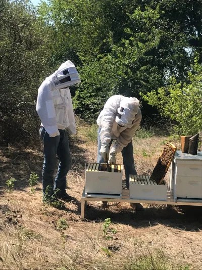 Beekeepers moving equipment in the bee yard