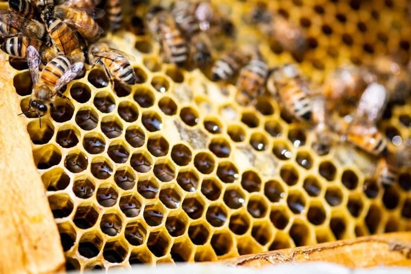 Honeybees working on a full honeycomb