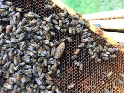 Queen bee on a honeycomb frame