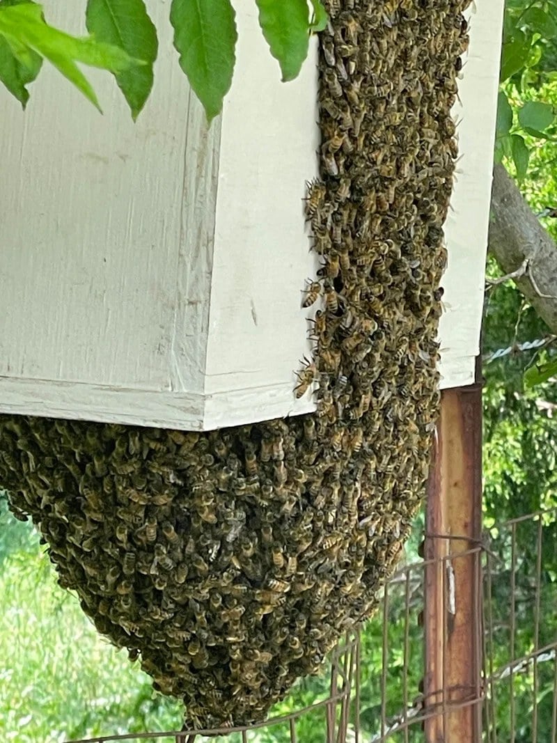 Bees gathering below a swarm box