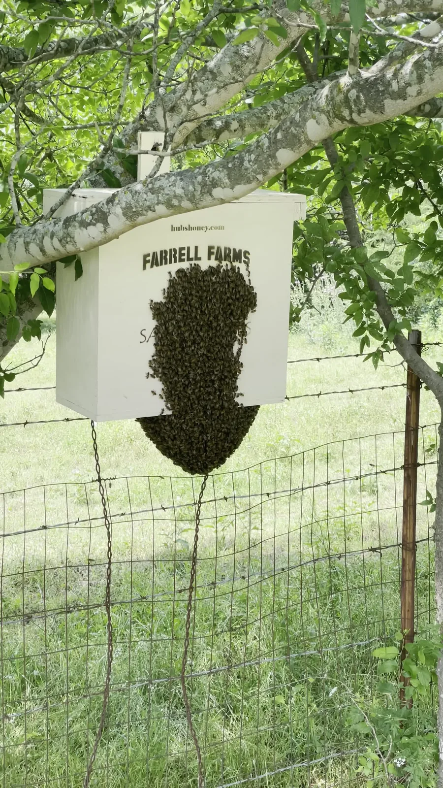 White swarm boxes prepared for honeybees