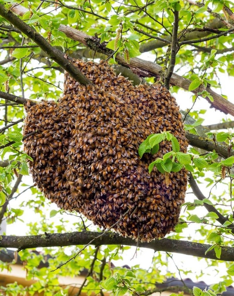 A honeybee swarm gathered on a tree branch