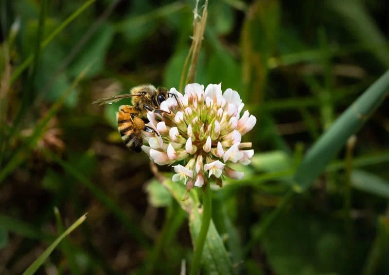 The Sweetest Clover Honey Yet