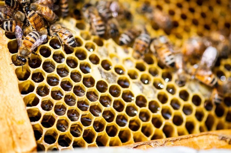 2026 Honey Harvest
